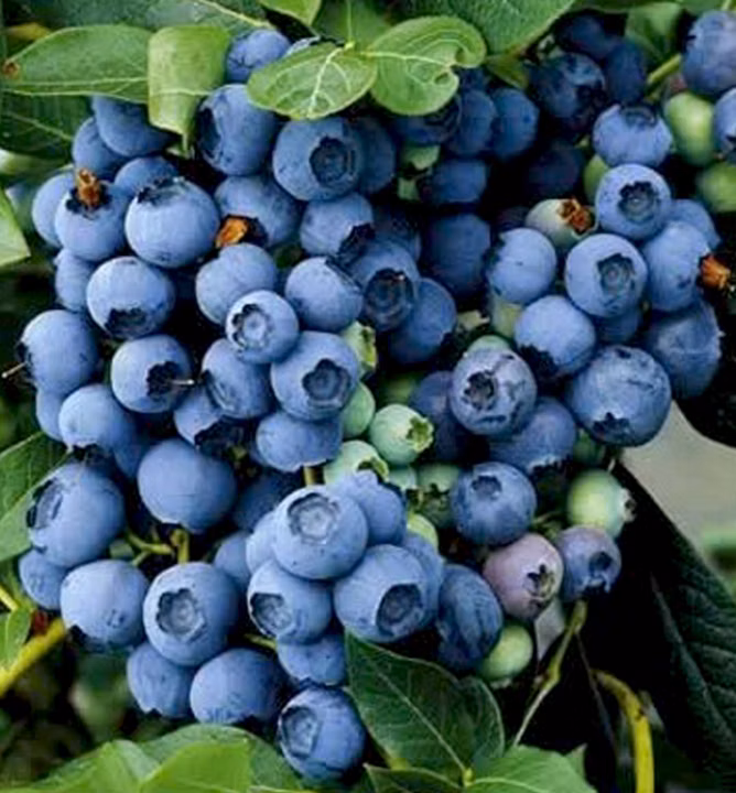 dc41fdf75218104aa615845c42f7eede