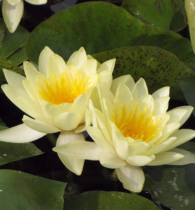 dc83e12b5734271427fc01a8818599d7