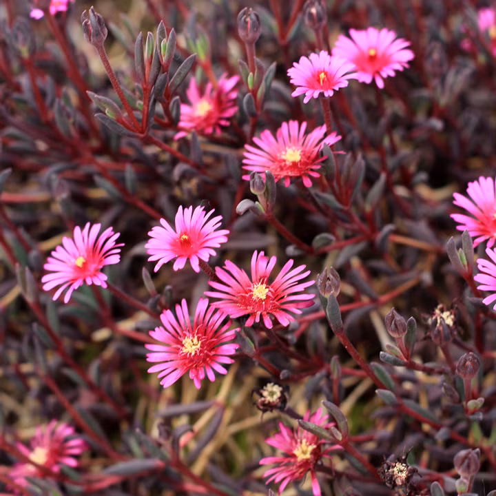 dcc5fd1feb7496740ffd5fc7681cbd44