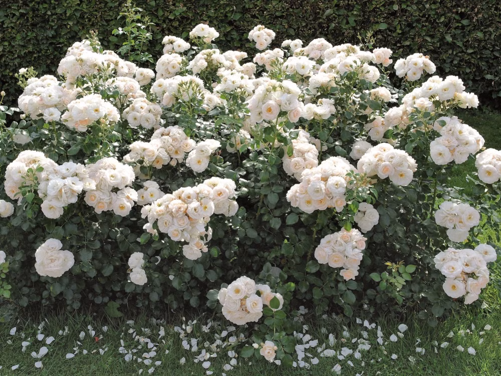 dcf302c768818c2598e2fb74d3ed27c9