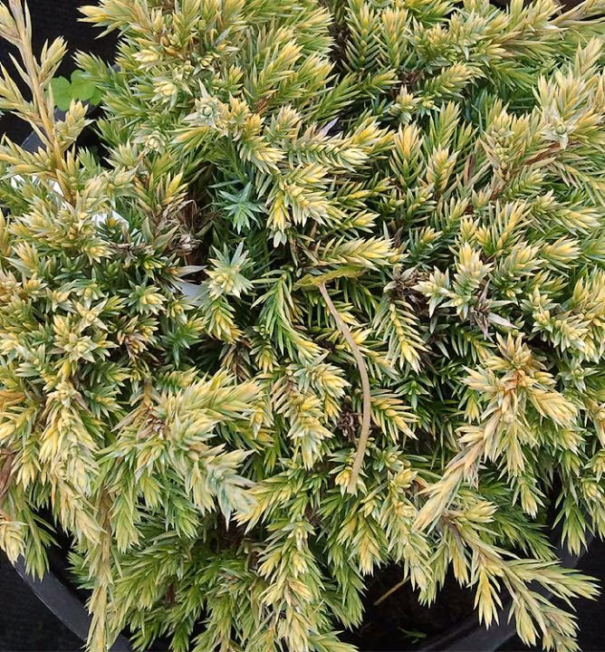 dd453076177b90a957c4bf6268561ef6