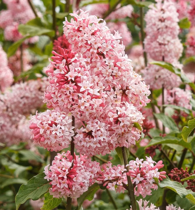 dd57a0f6630b1612f16a4de0d9cfdaa2