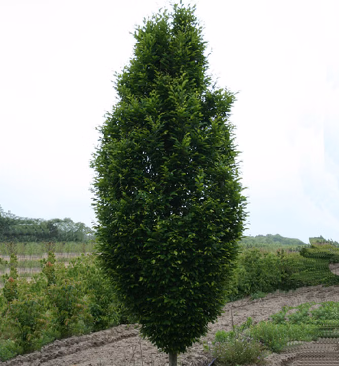 dd6a86a2c8fd48fe2d4a2017f88d6599