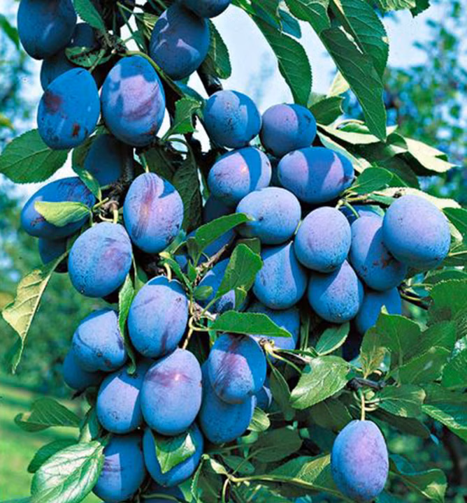 dd867ea11211932bda278b8f6abc262b