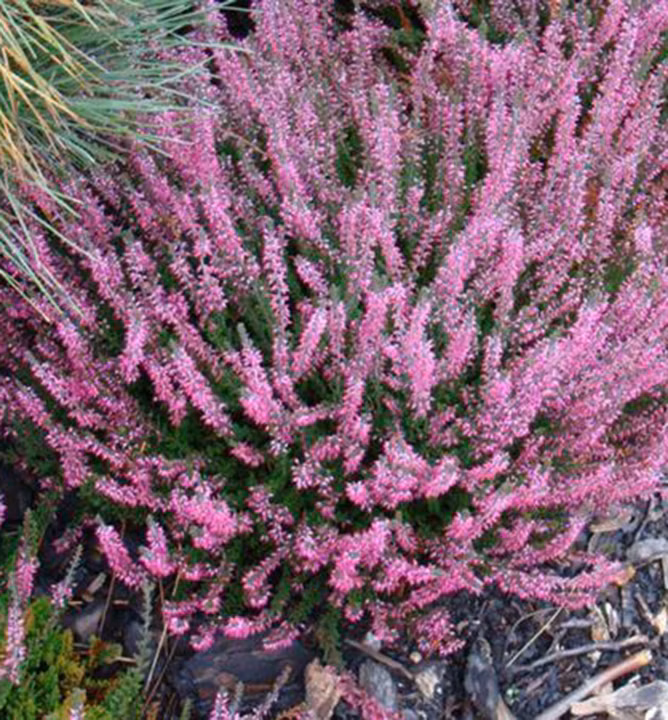 dd9c5cbb243a4bd3579fc04159566f25