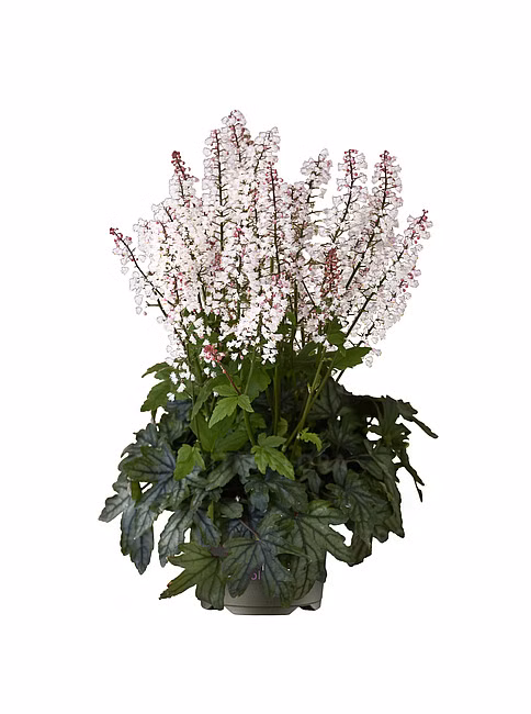 ddb6ad817013494dcf18c53e7ed3fd09