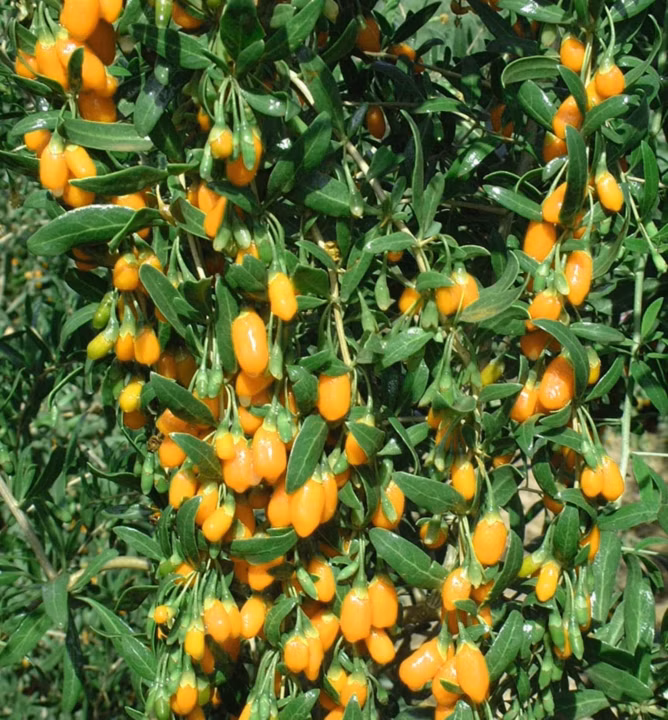 dde6bec1663e6f835bd00d85af85e46a