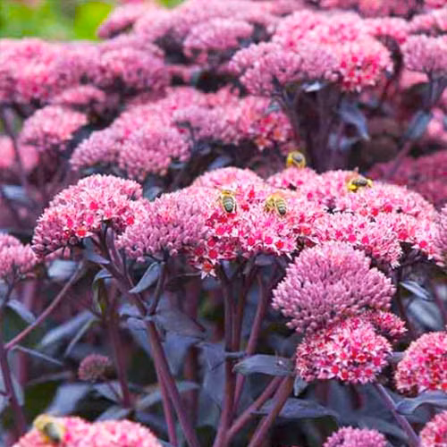 de0c40c3c3002c281656a24ba6bca8ed