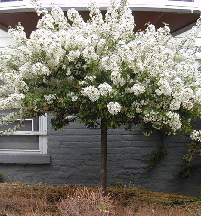 de3740224559cc16aed4e40ceb819e2e