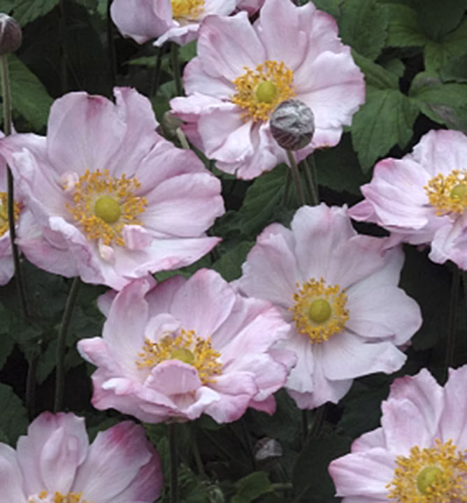 de8eae6bb1cab83ea5bc1f7535b73c23