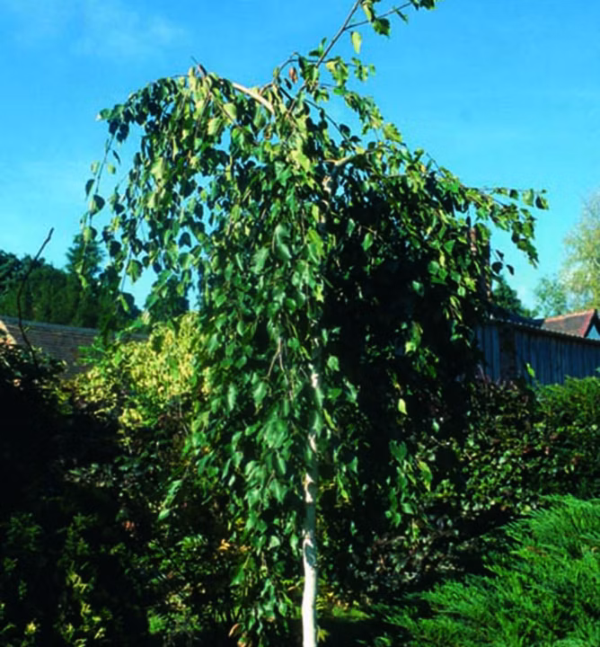 de96911bcf4d83a20366bd8ff2767727