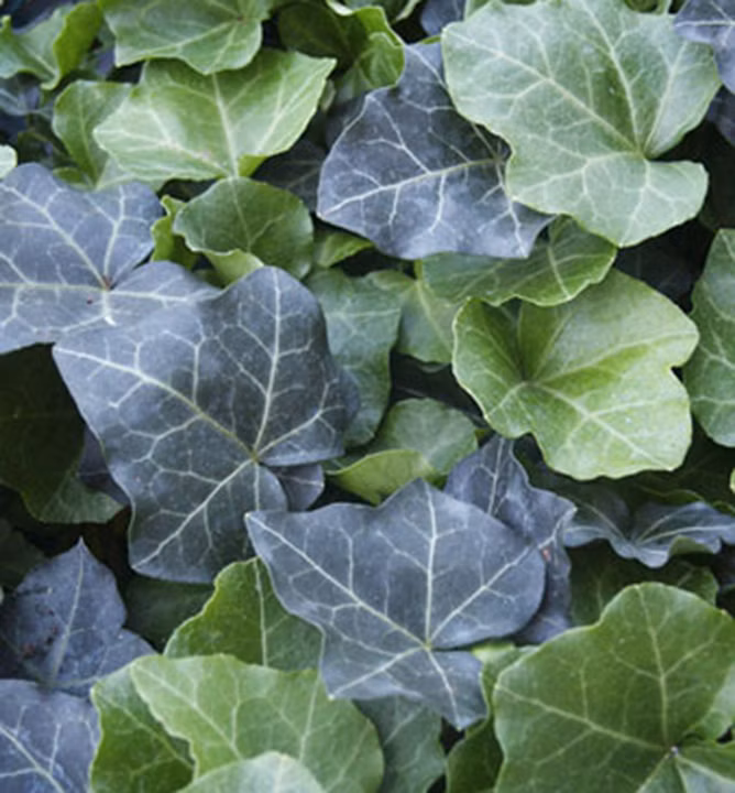 dea0baa49058bd7eeea62c192d518ed9