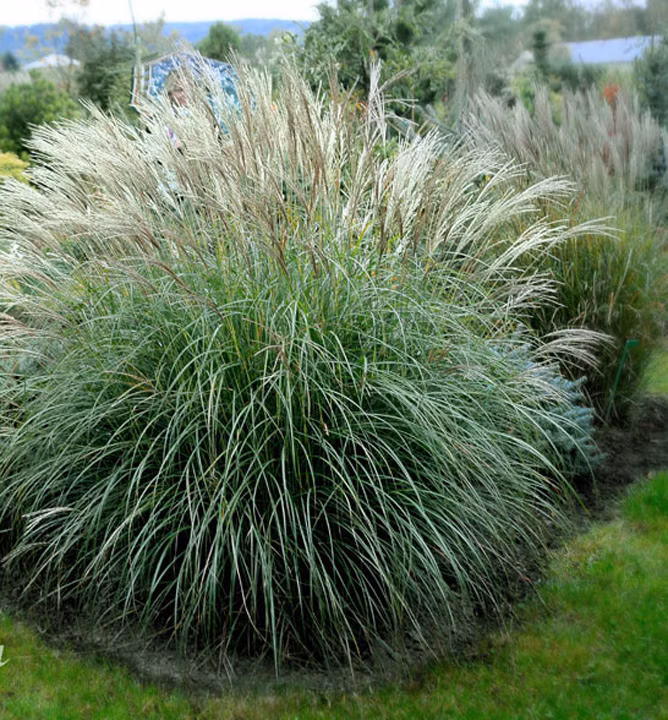 deda0fa6ce71d0a4bd8f33a69d9879f0