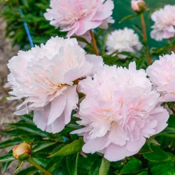 dee932dd2b1bfcf6a0edd6503cc1457d