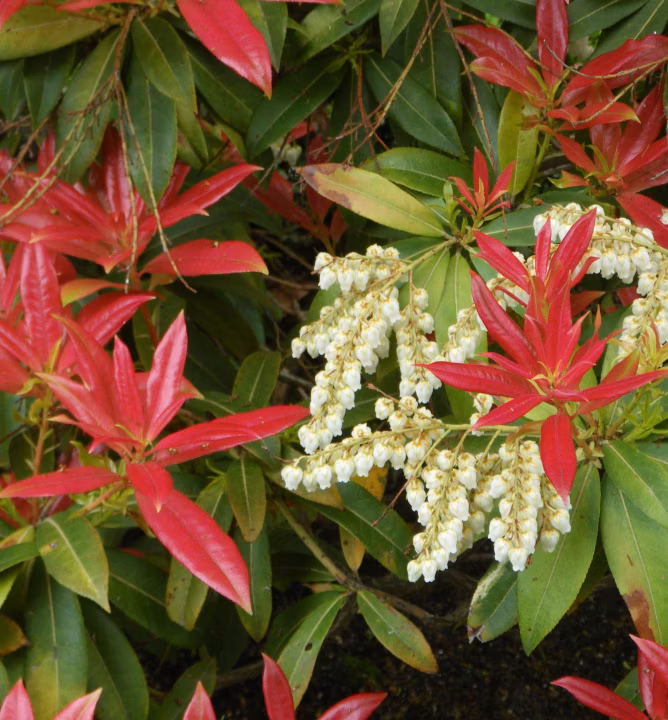 def467efa4dcaee877e4fed5c6aaa2fd