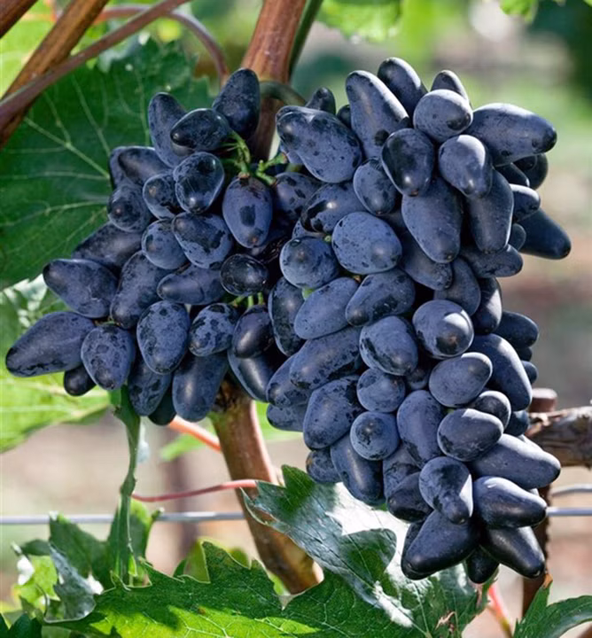 df7a3ee0aa8625a7ff640b8e86d826f4