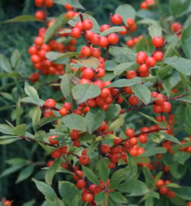 df83018a5066ee19f6ec778372c3b689