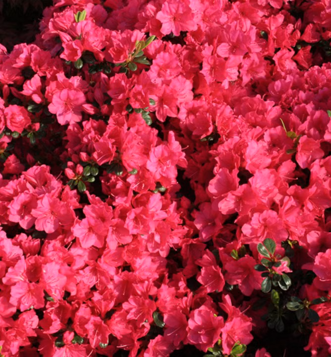 df8539b00aa2c148e74fb03564eb58c4