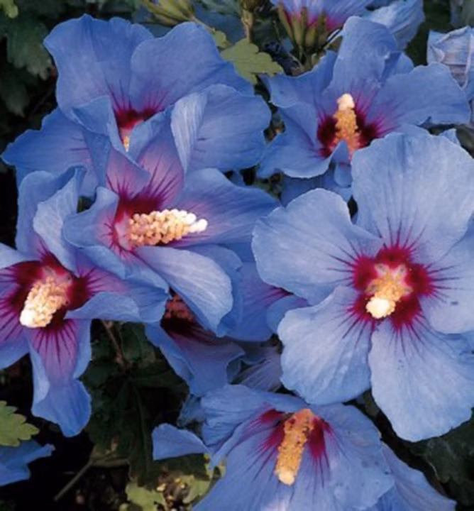 df9511a2ab9682af7974af9b785d6c8b