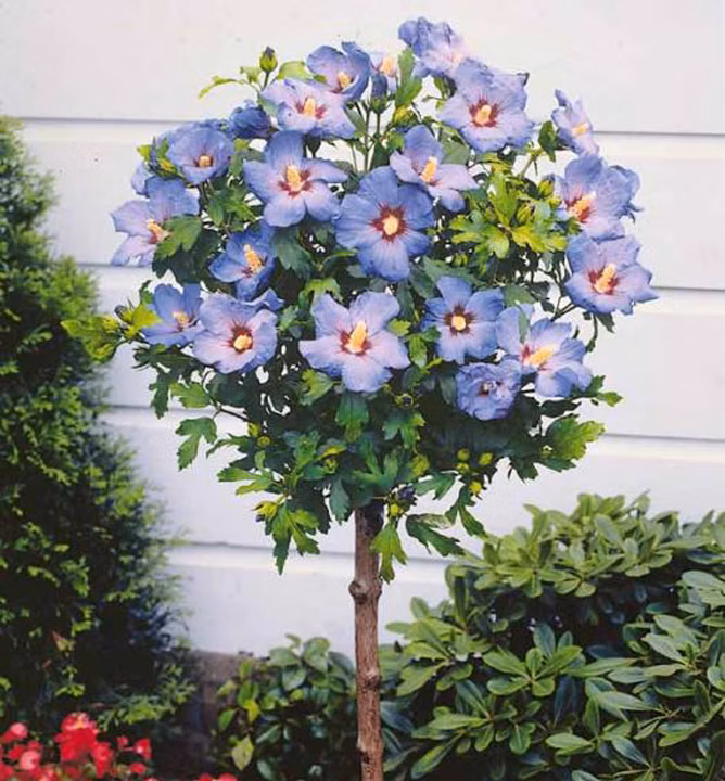 dfcd652859c283a4081dcfaaa3a16809