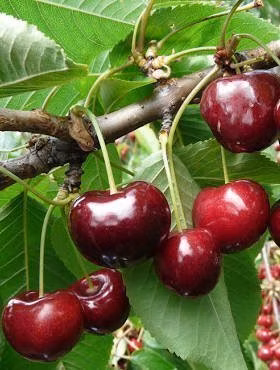 dfd6d8ae9f241076a1d64d2b5fc2cfe0