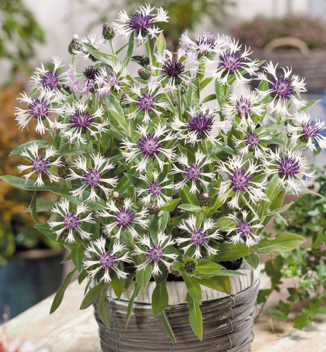 dfd88cd96cda980aec9b1aa8c6f4e7ff