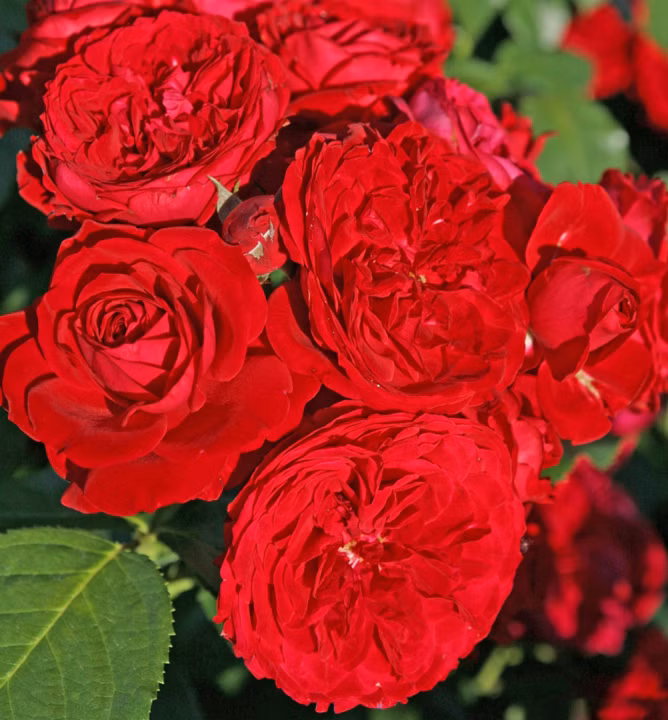 dfe189259daf687ebccf7f0025944aa3