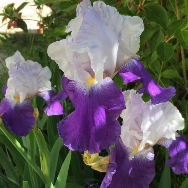 dff24f7380cfde85b1bc9981bc87e212