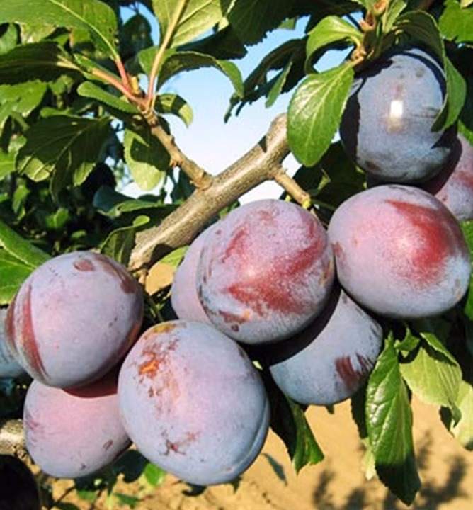 e01380b7d11b82a7695bfdd246e21dd2