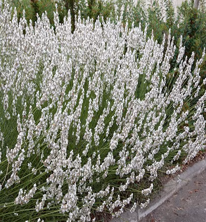 e033afdf1a694797f684ca9e77bede3c