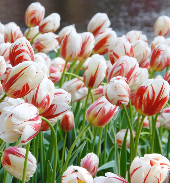 e04364a10a9ba0c5eb4356c7df1131bb