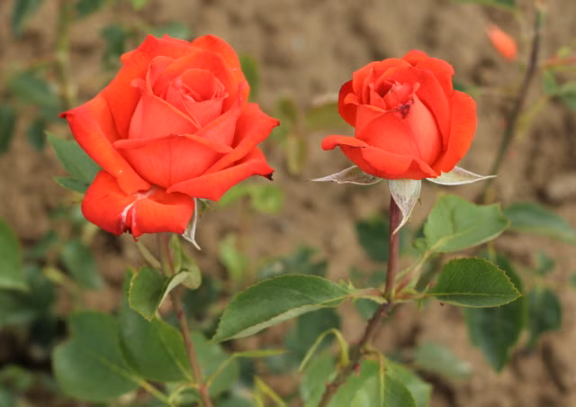 e043c6a377bd59217e1c36fb59cacfab