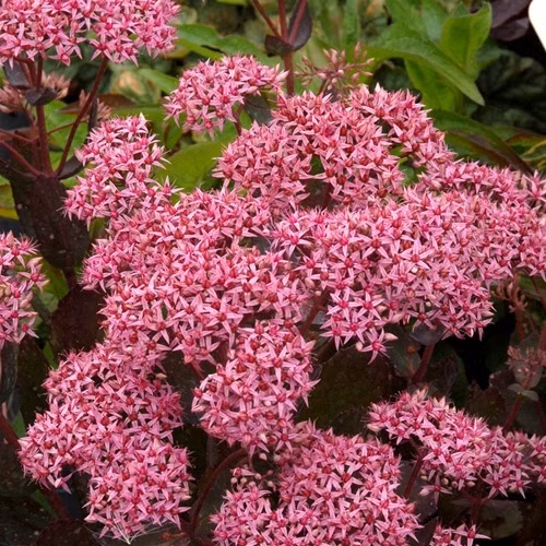 e0c7546229200777848934bdd8699bab