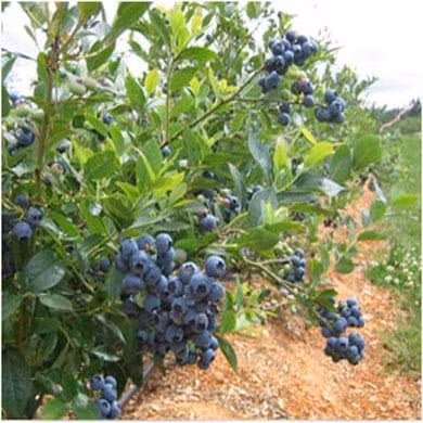 e1088f732b8ffe68c914bee12e01ca9d