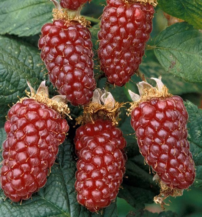 e1166973afa7ceee93816562662d7f15