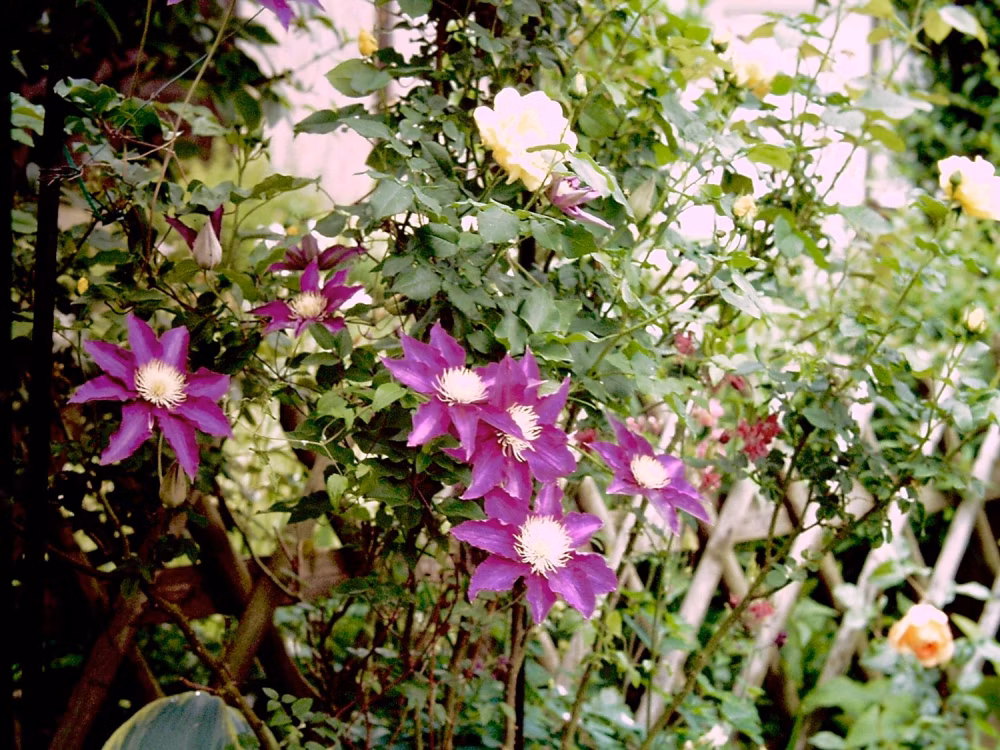 e1508f99aa340633ba5c88ae73e26f81