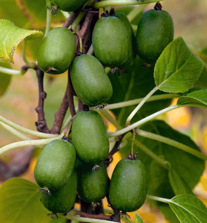 e166220e9552b6c0c4a6272071cb4960