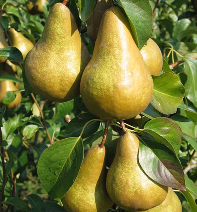 e1c95853e66892e691c120cc90ce3840