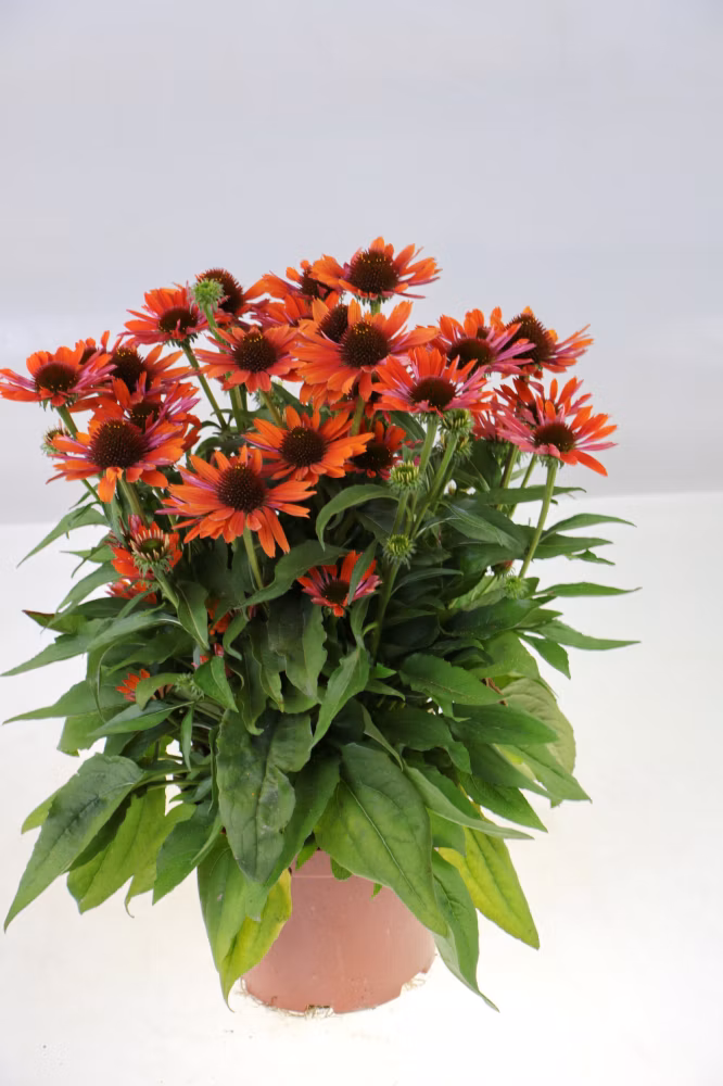 e1d4c460dc485cc90f47e4433b7fcac2