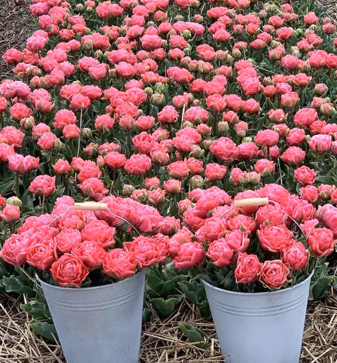 e2235a0e64ddc4fb8f01f80c49dfab89