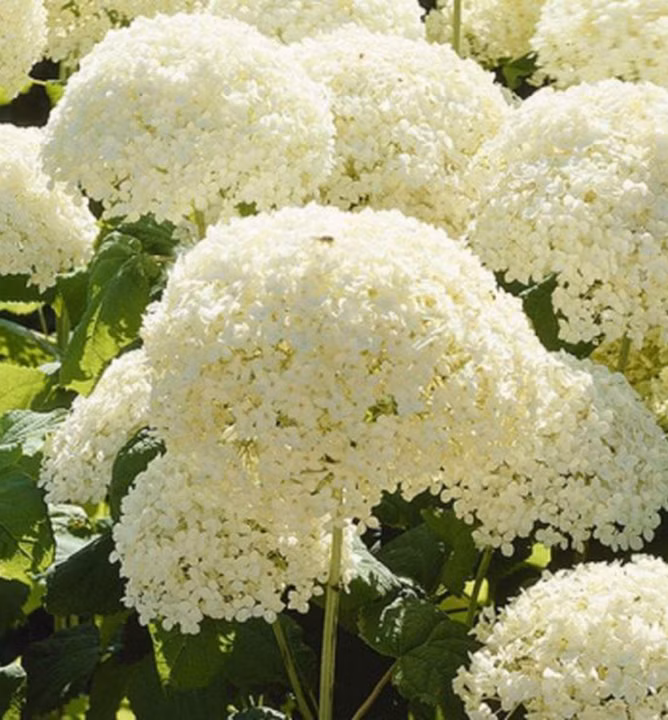 e22f71f2ae89ec7334b997c862affd9c