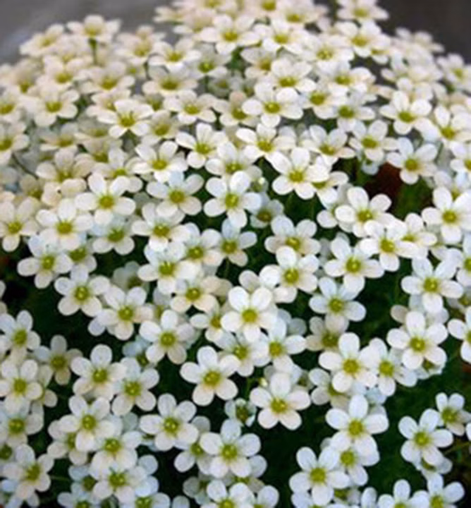 e23c25c3ae3022521511482f3a9bde7b