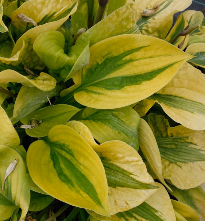 e265657cf91ffddc17f5320a76bb9584