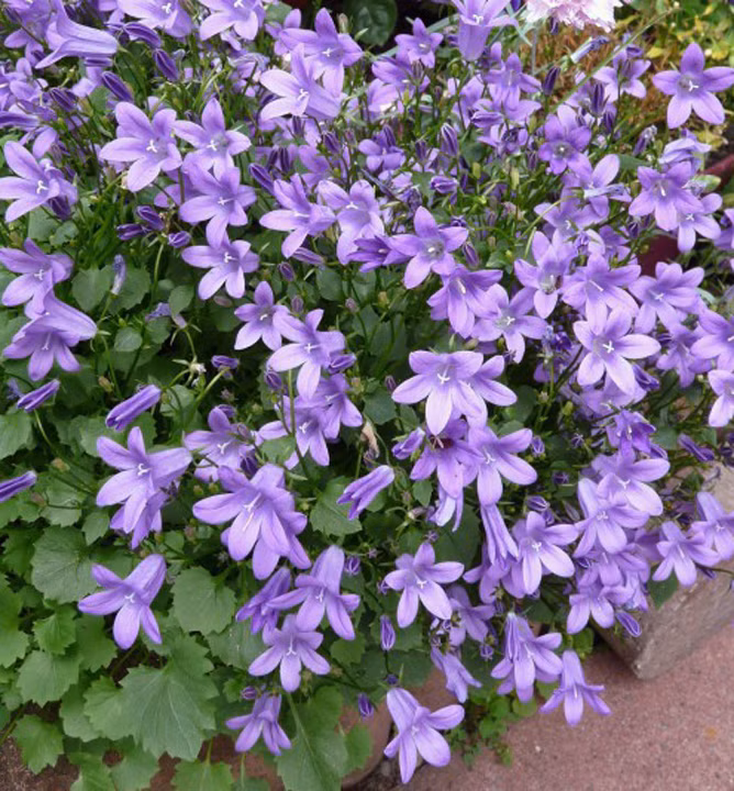 e29ccc11ddfbcd3158ca6729bacafbd3