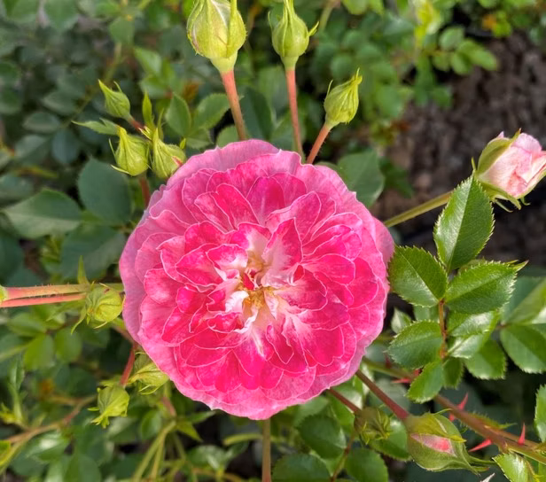 e2b354dcd7aaab64cf9ce667e4927d19