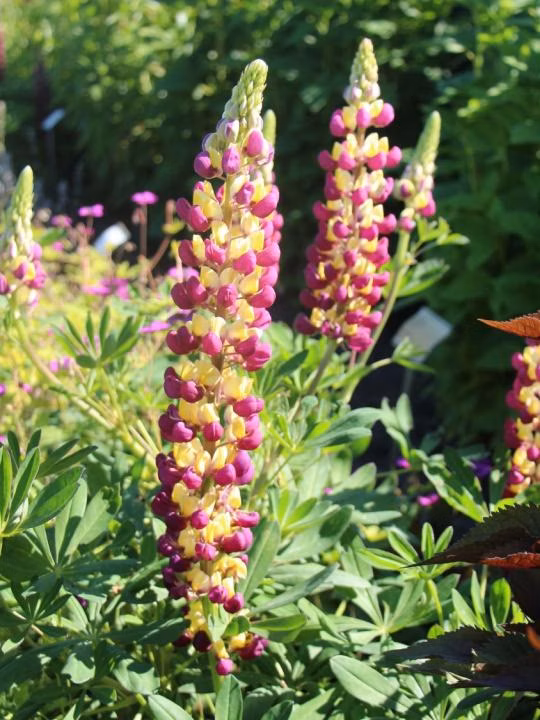 e2b762836a0e601afd376a01acb19817