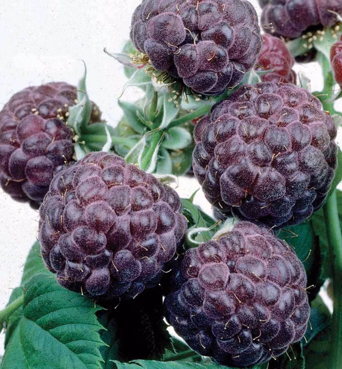 e2bc4313f9c4feb109b80c29a2165011