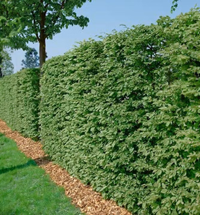 e2c8751277d46678c766374610a0d8a1