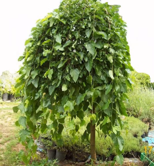 e2dc71c4d8445d64e3d6455a96813e2f