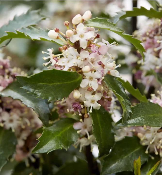 e2e424e3353ce42d8ed14c8014b1dc9a